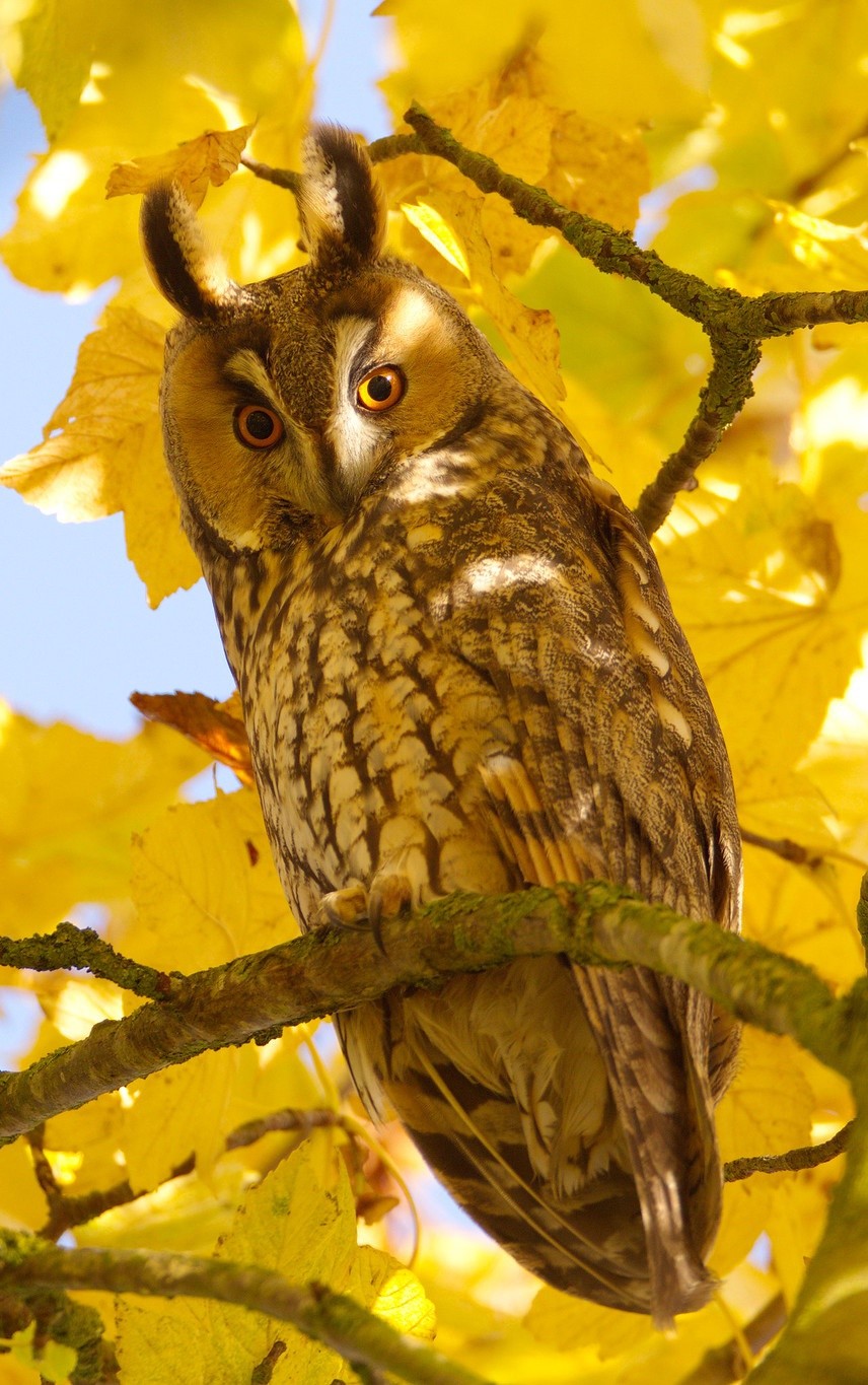 owl3.jpg