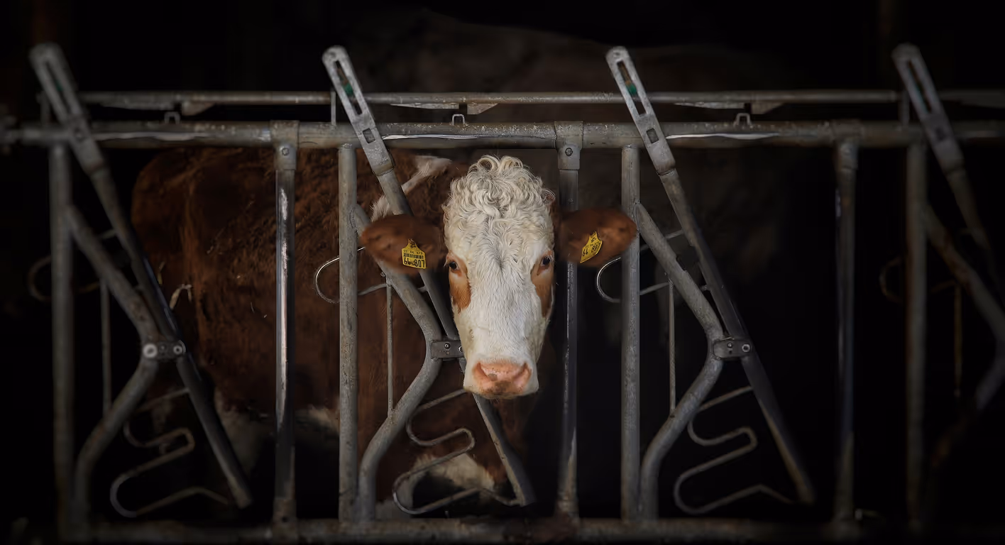 A cow staring out from the bars between a cage.
