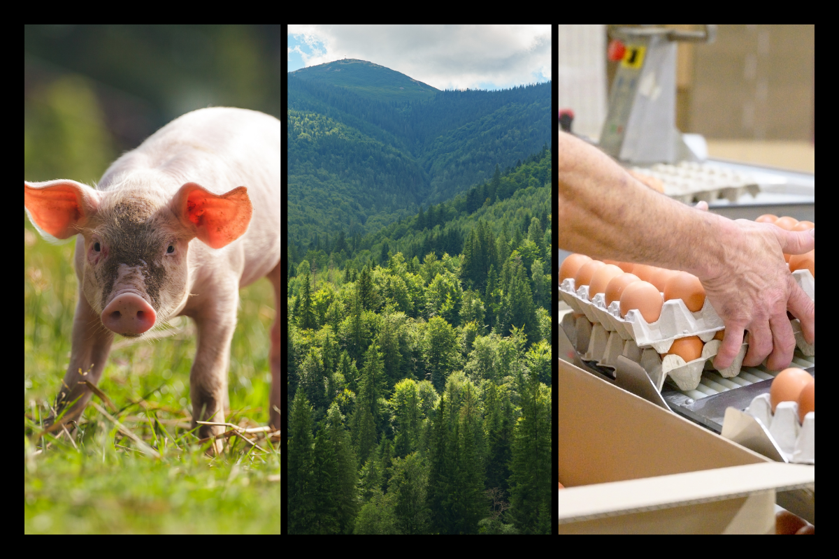 The Hidden Costs of Factory Farming: Environmental, Animal, and Human Impacts