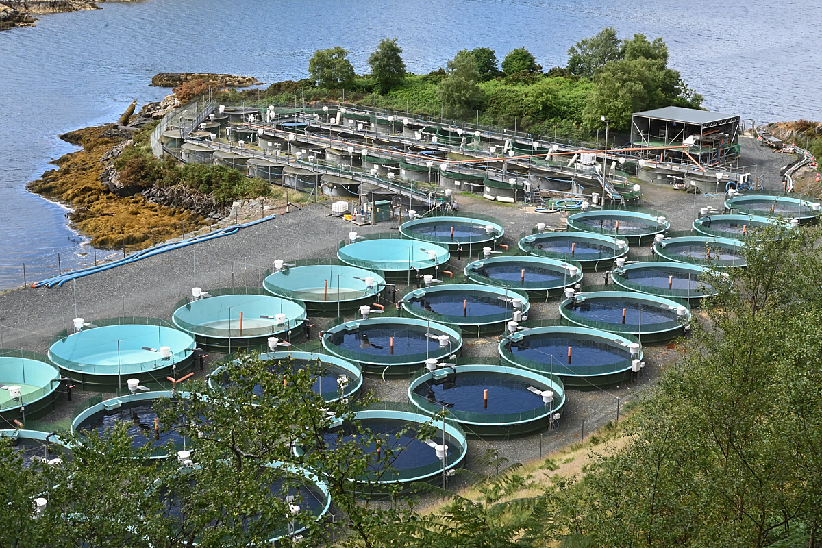 tanks of fish at a farmed Atlantic salmon hatchery