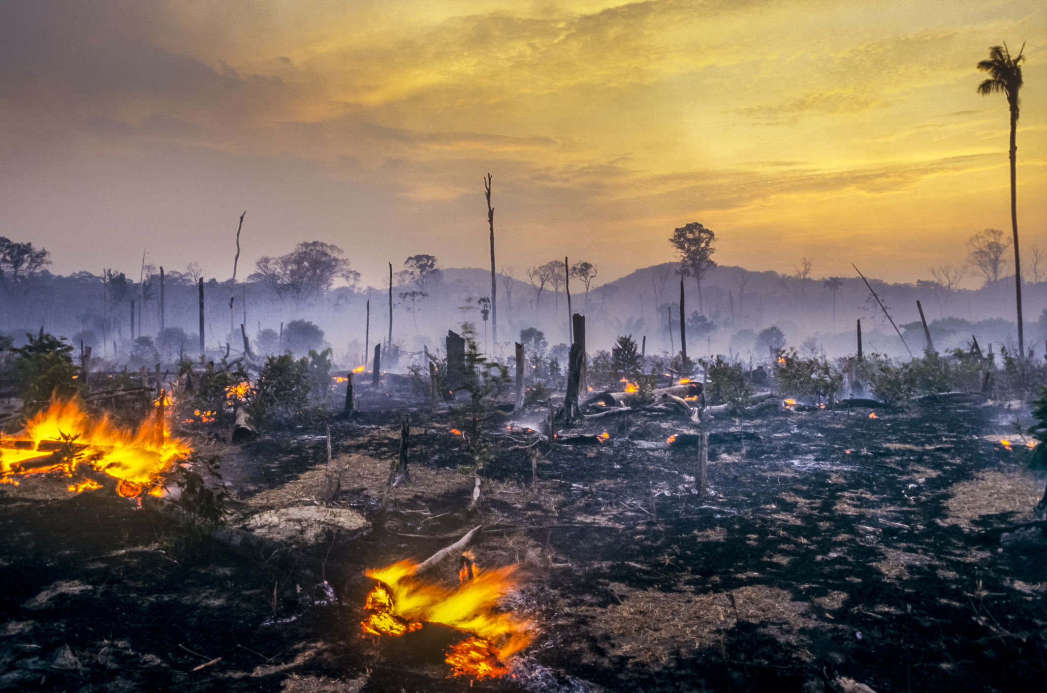 Deforestation in Brazil's Amazon rainforest