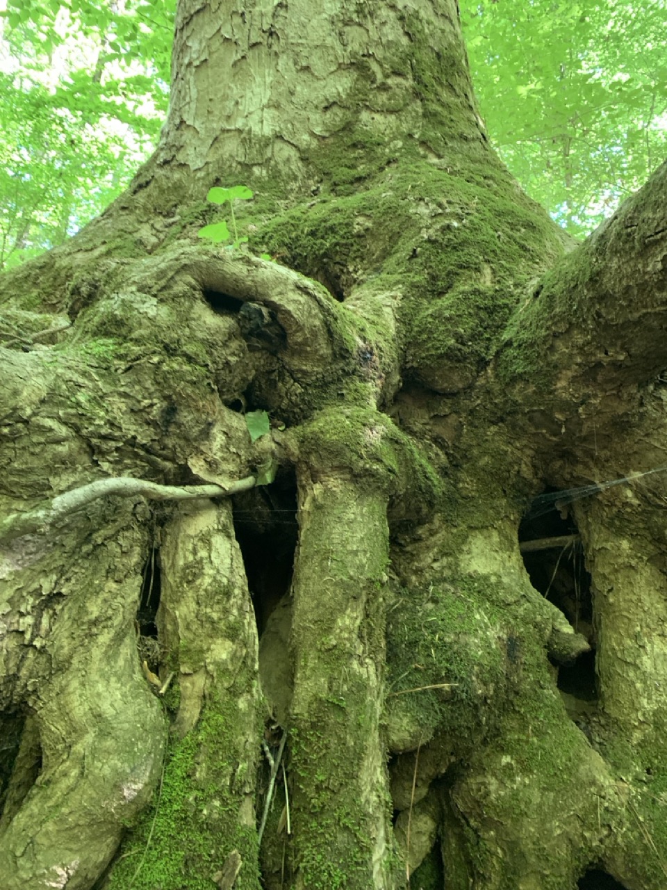 Close-up of a large tree trunk with thick, moss-covered roots and small green leaves growing among them showing PEC Arborist Field service.