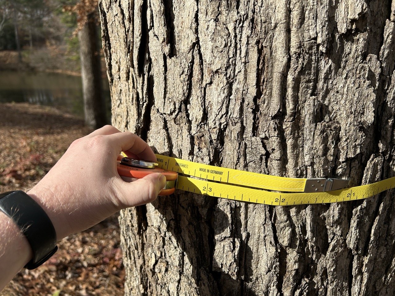 Hand wearing a black wristband measuring the circumference of a large tree trunk with a yellow tape measure marked in inches showing PEC Arborist Field service.