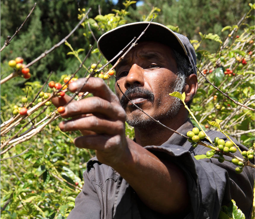 Man wearing a cap picking ripe and unripe coffee cherries from a coffee plant in a green plantation.