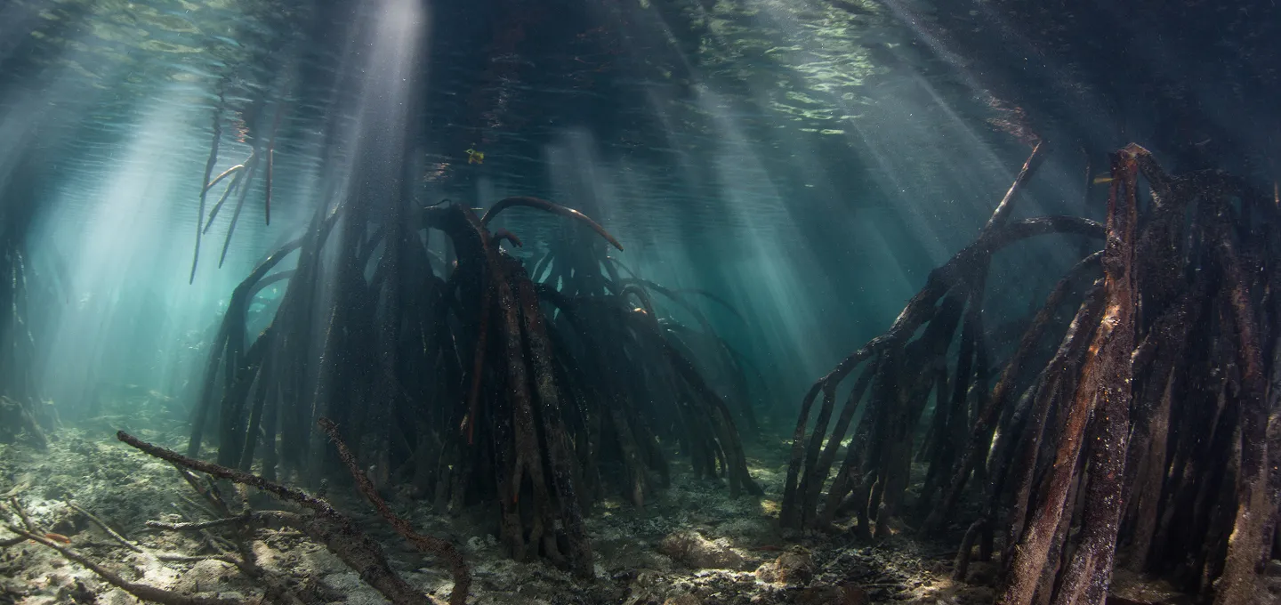 Underwater view of mangrove roots with sunlight filtering through water.