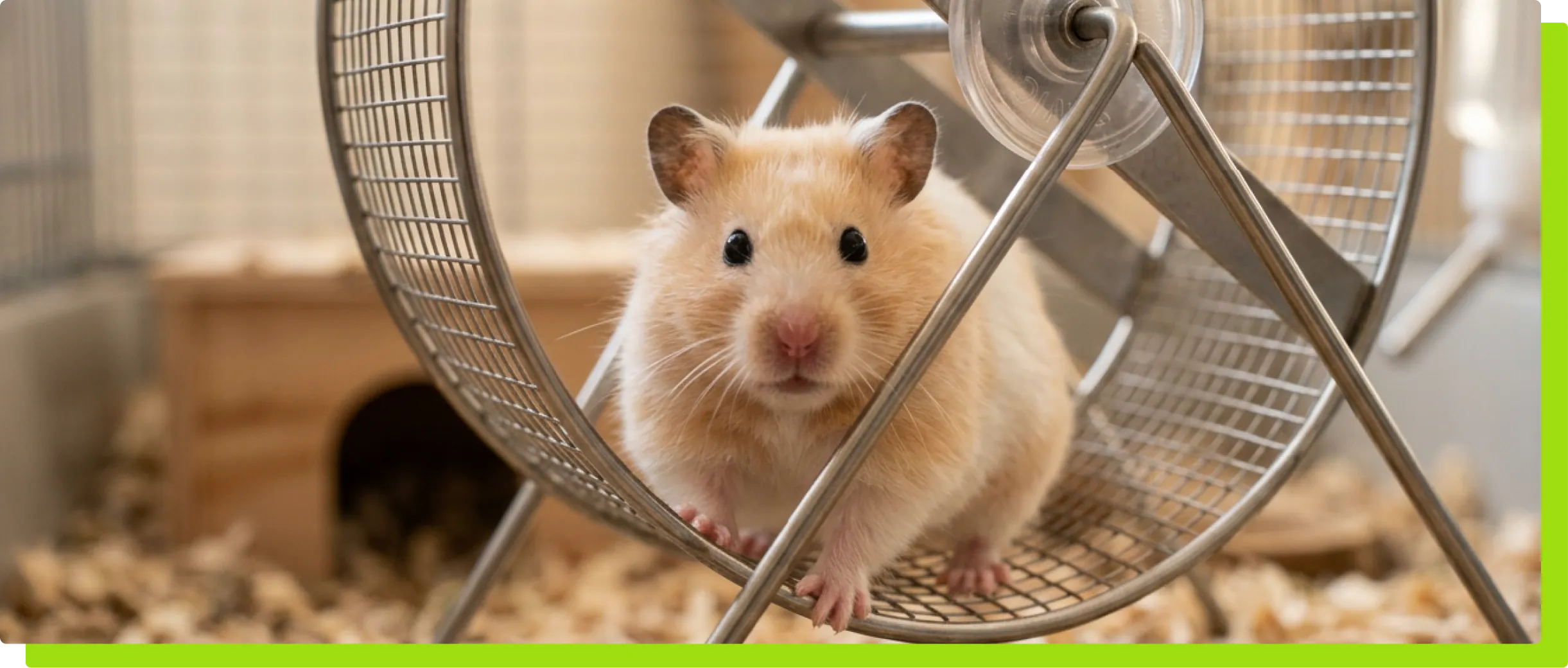 You're not a hamster, so get off the wheel.