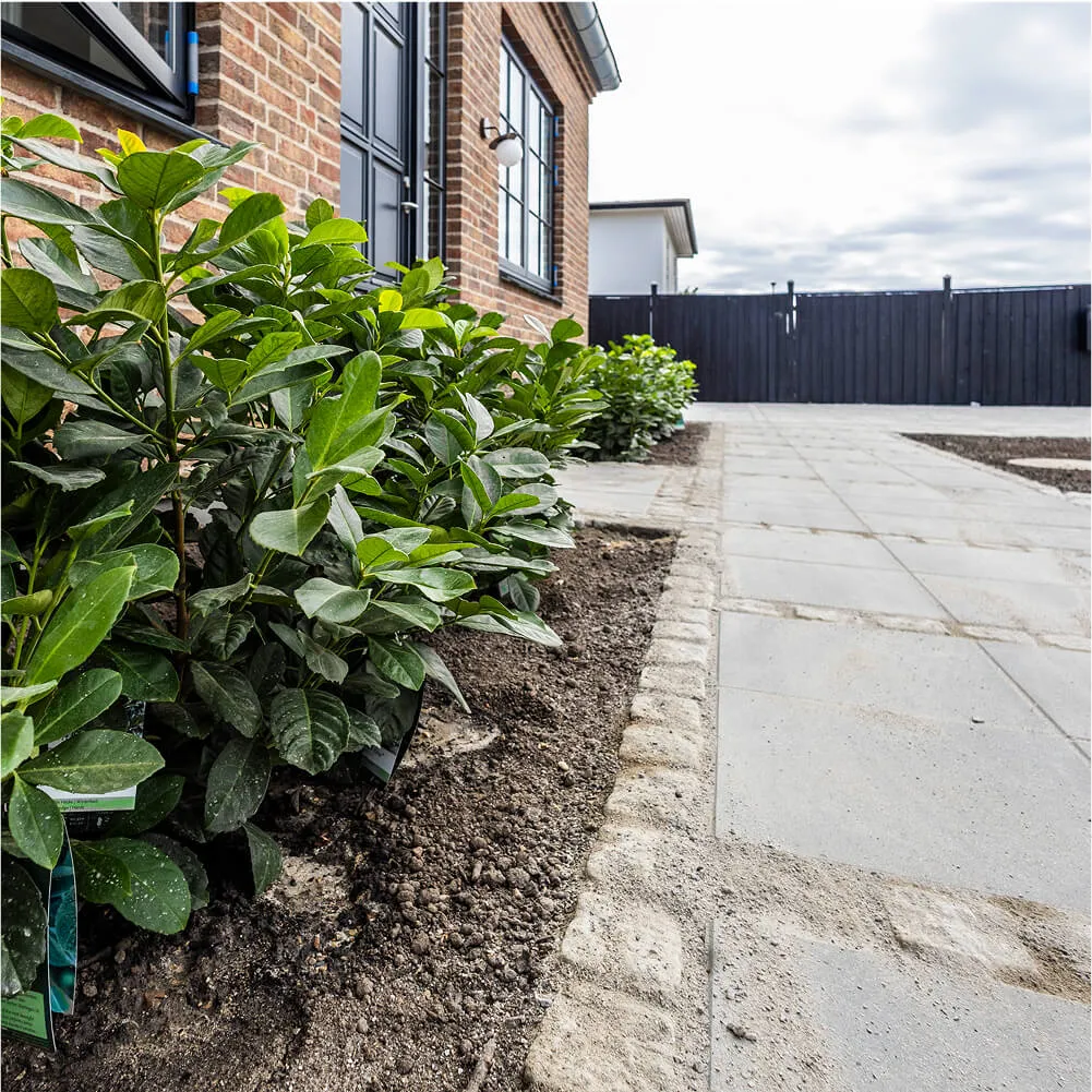 Nyplantet laurbærhæk langs facade med rådhusbelægning som kant.