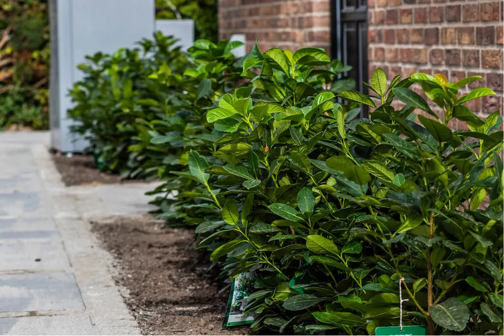 Platning af kirsebærlaurbær