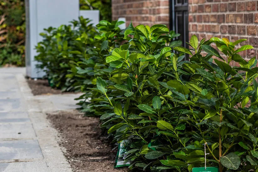 Platning af kirsebærlaurbær