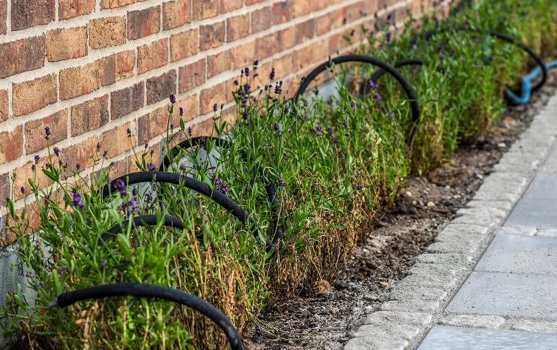 Plantning af lavendelplanter