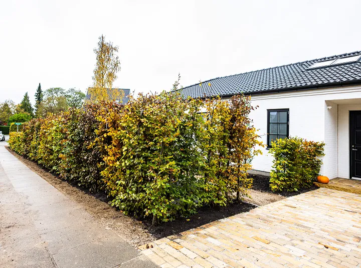Hæk lavet ved nybyggeri