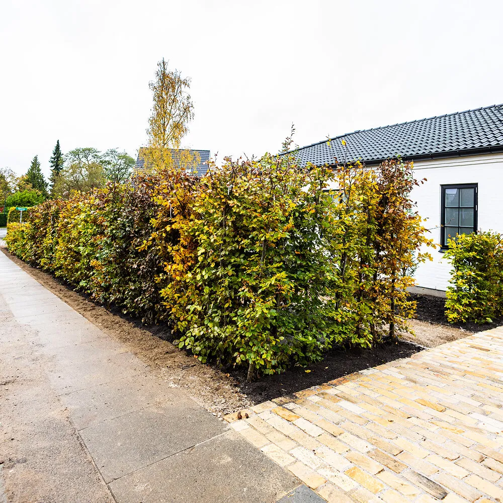 Indgangssti smukt indrammet af tæt, nyplantet bøgehæk ved nybyggeri.