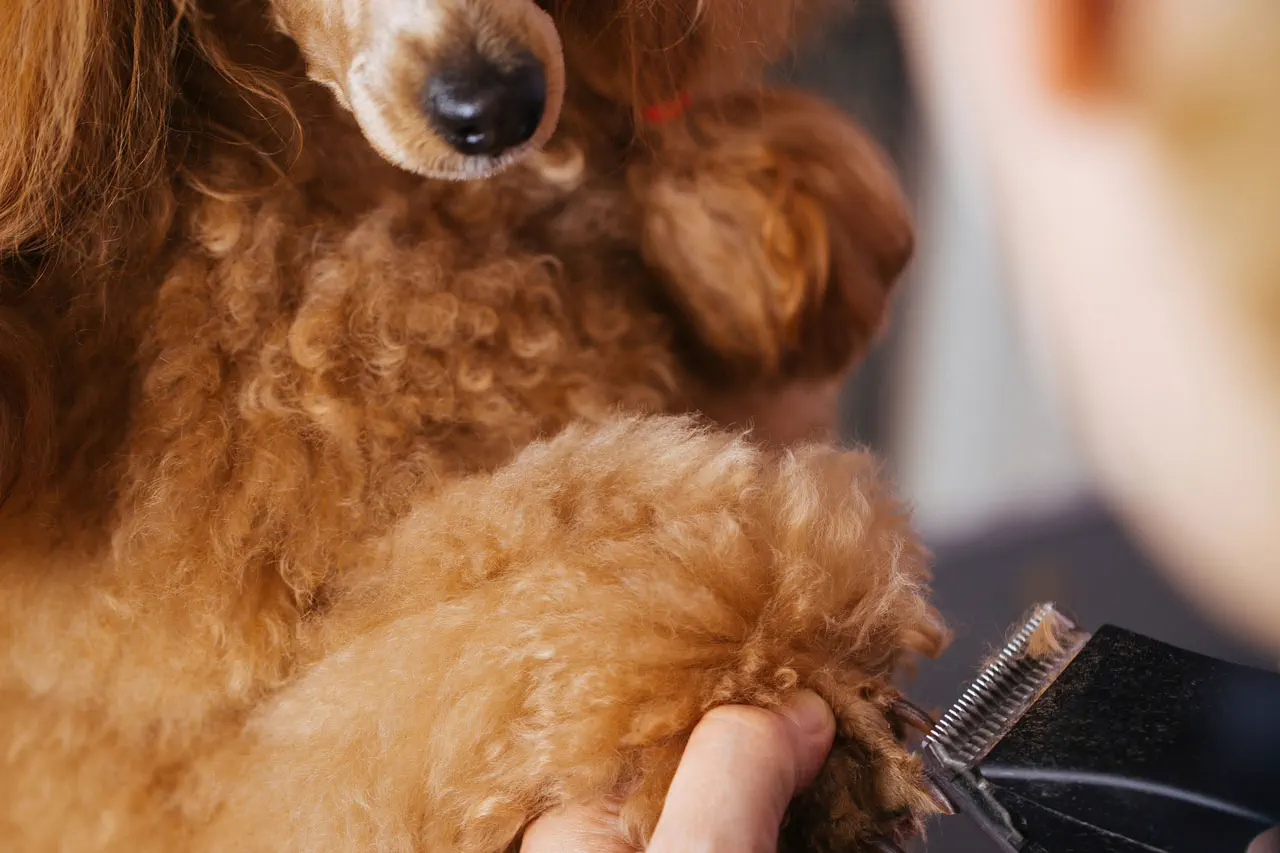 Close-up of a brown poodle's paw being trimmed with electric clippers.
