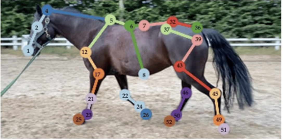 Artificiell Intelligens för Detektering av Hälta hos Hästar - En Preliminär Studie (på engleska)