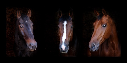 Global Delphi Study Defines Core Domains of Sport Horse Welfare