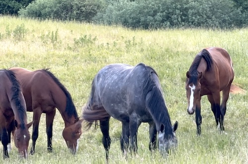 Giving Horses A Say