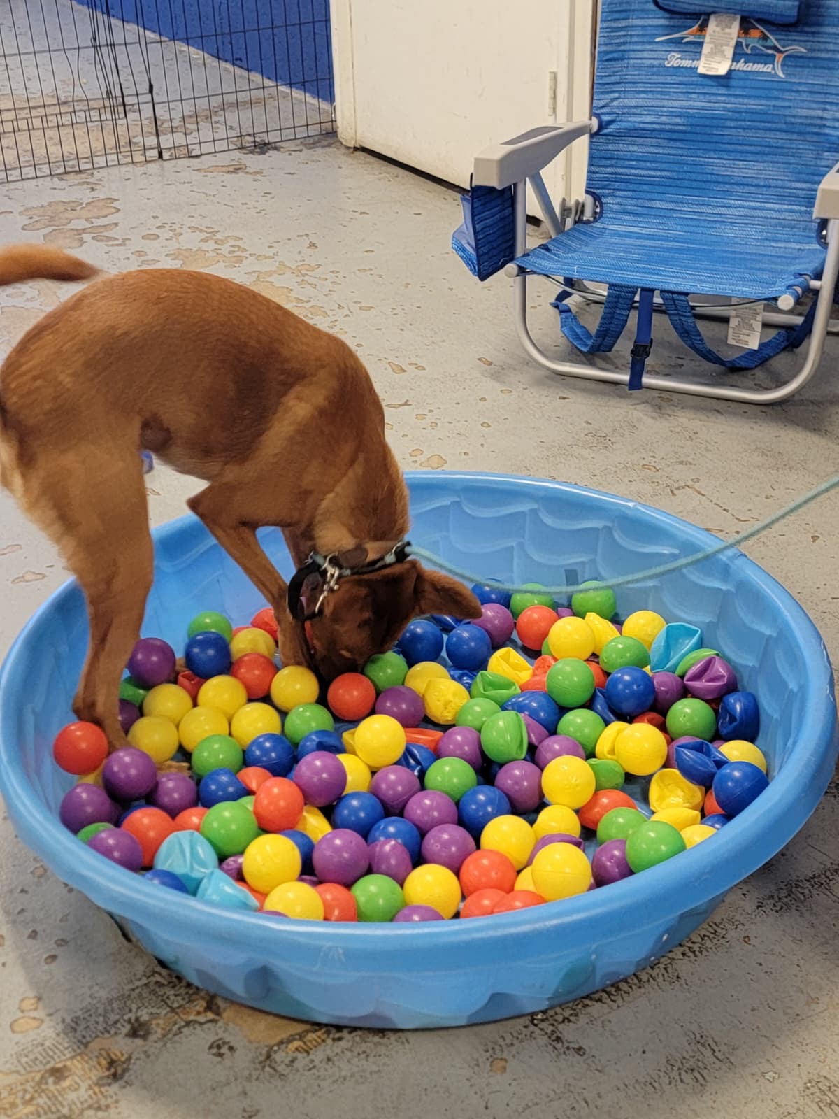 Enrichment day