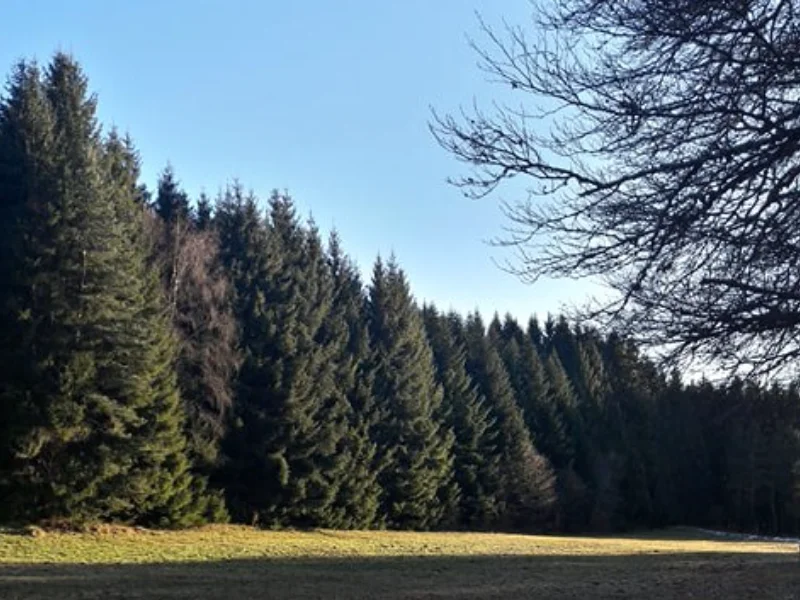 Équipes d'une entreprise de Scierie à Clermont-Ferrand, Ambert, Issoire, Riom, Thiers