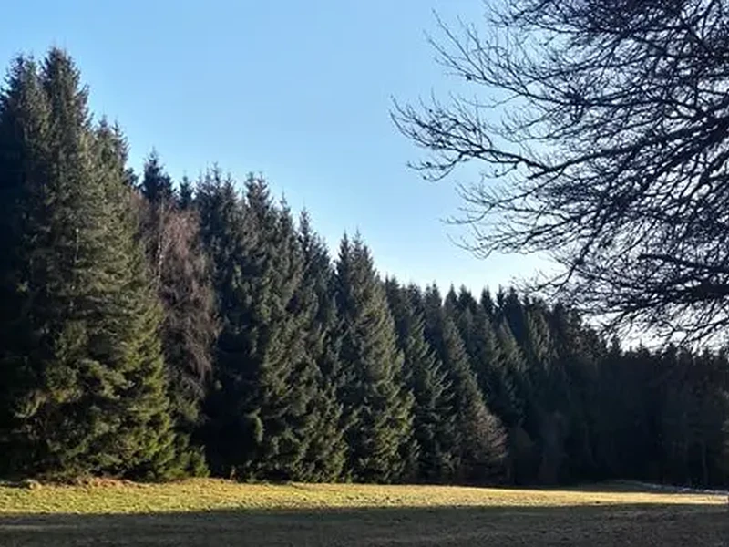 ELP Bois - Scierie auvergnate spécialisée dans le sciage de résineux pour charpente et emballage