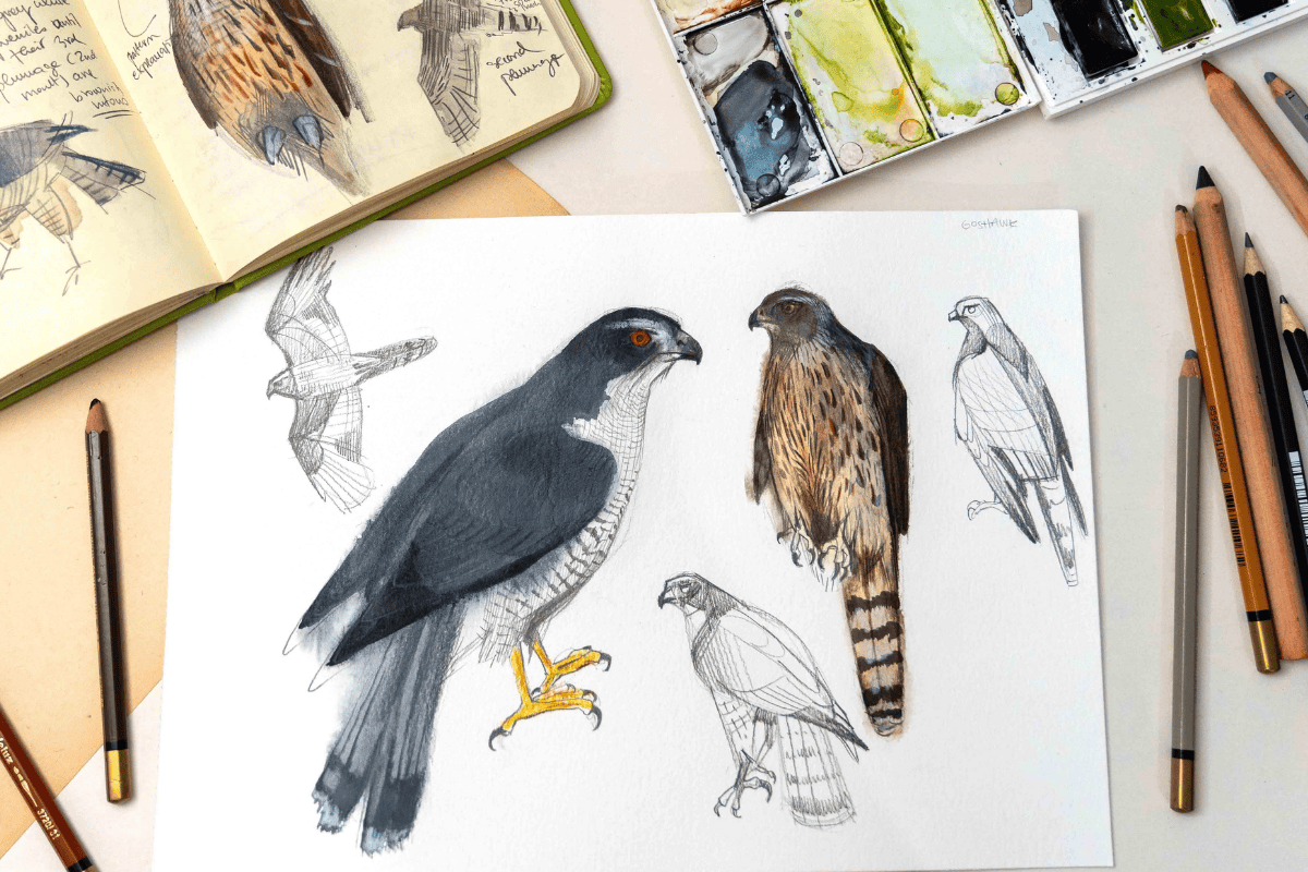 Bird Watercolor Workshop