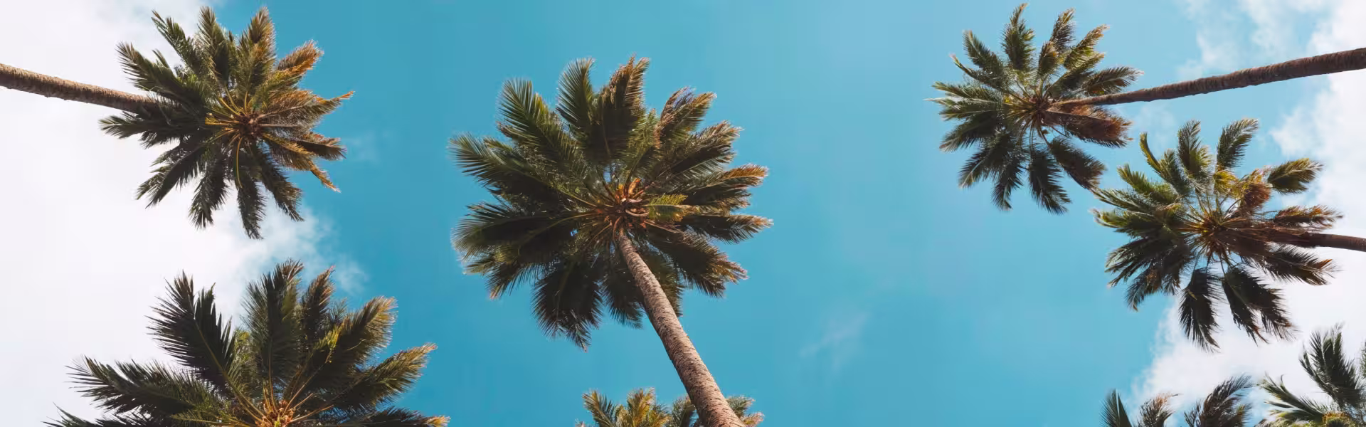 Tropical palm trees against clear blue sky, summer beach vacation background