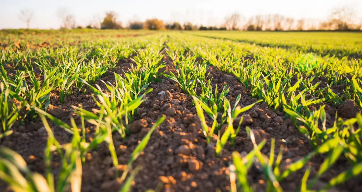 Rows of young green crops growing in a sunlit agricultural field with trees in the distant background.