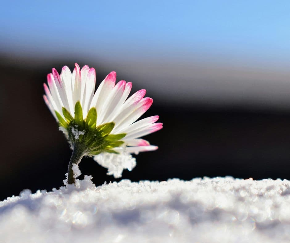 Blume im Schnee als Symbol für Hoffnung, Resilienz und Neuanfang