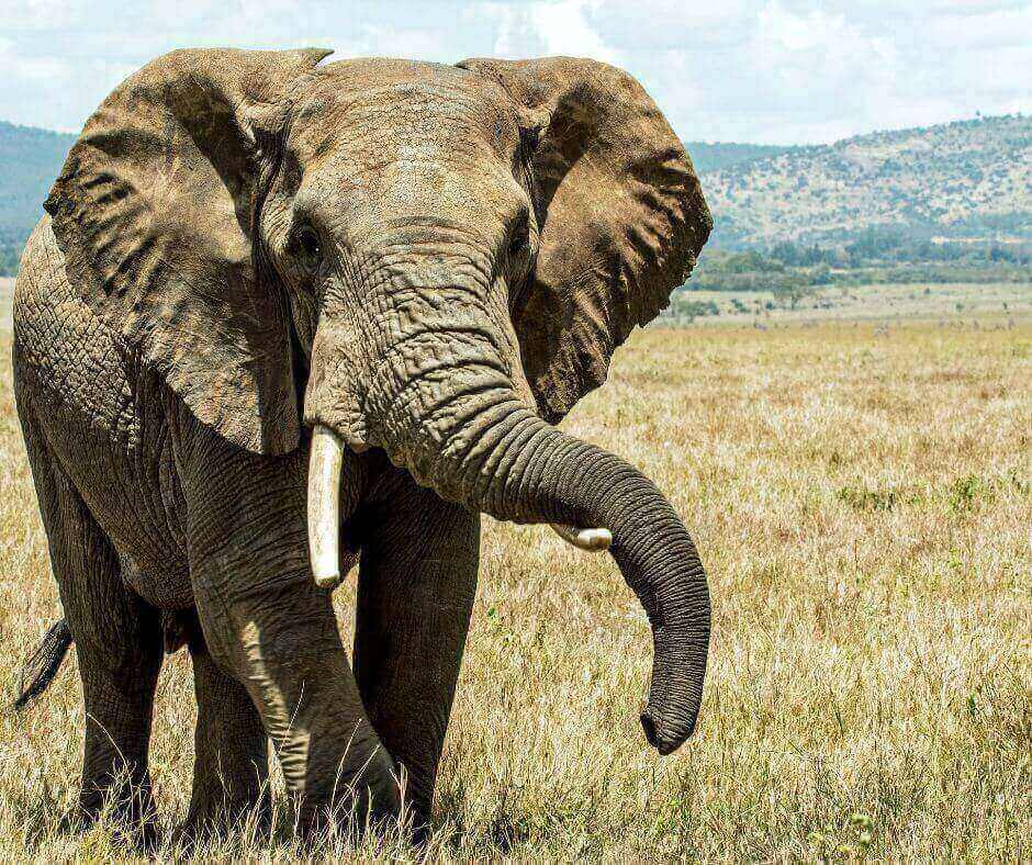 Grosser Elefant führt ruhig durch die Savanne – Symbolbild für Stärke, Verantwortung, soziale Intelligenz und moderne Führung.
