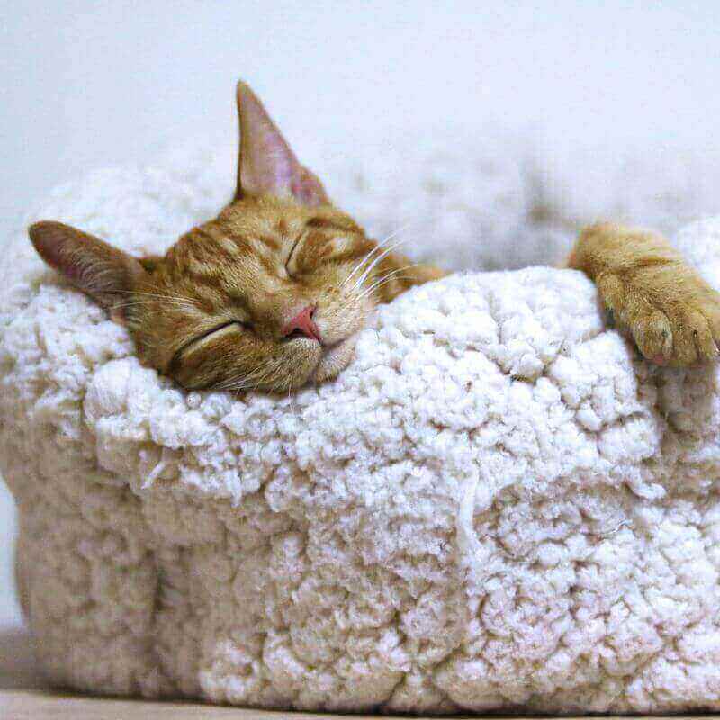 Endlich einschlafen, durschlafen, schlafende Katze