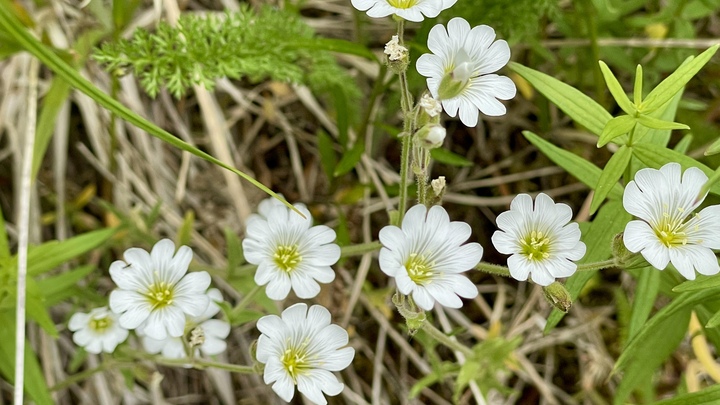 Women - Eagle River - Thursday