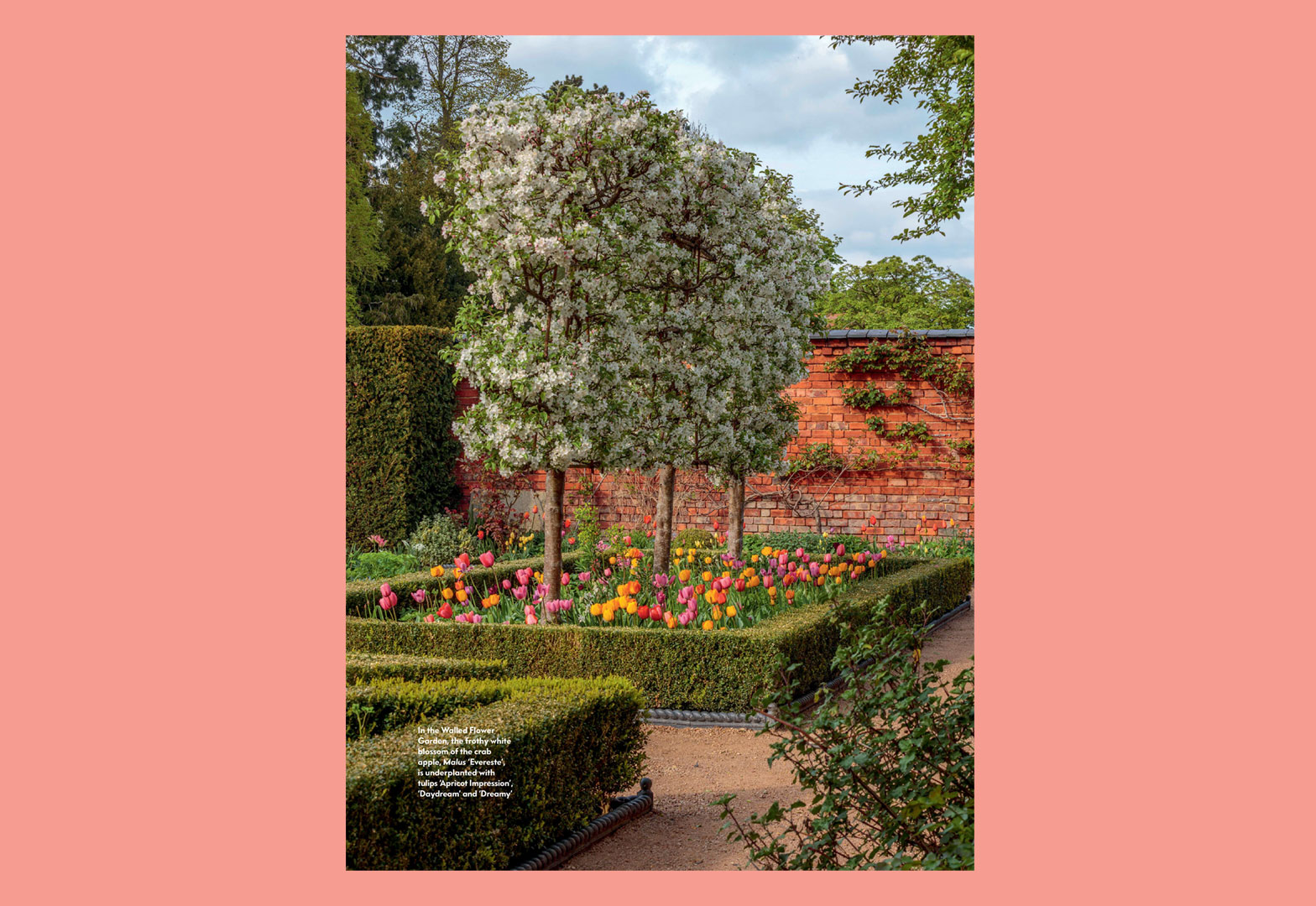 Tulip Fever