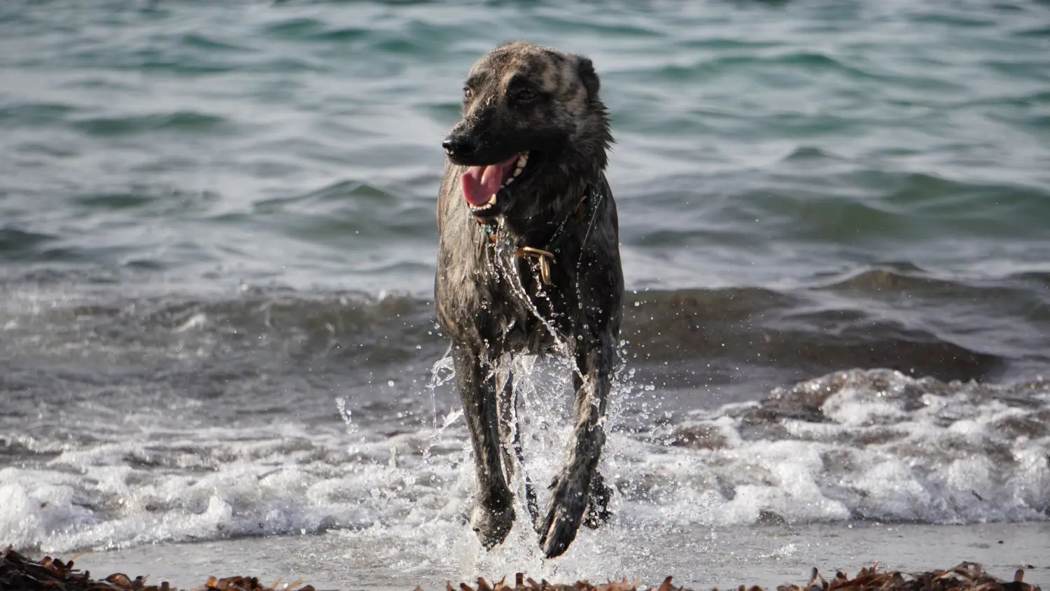 Hund im Meer von FellFibel