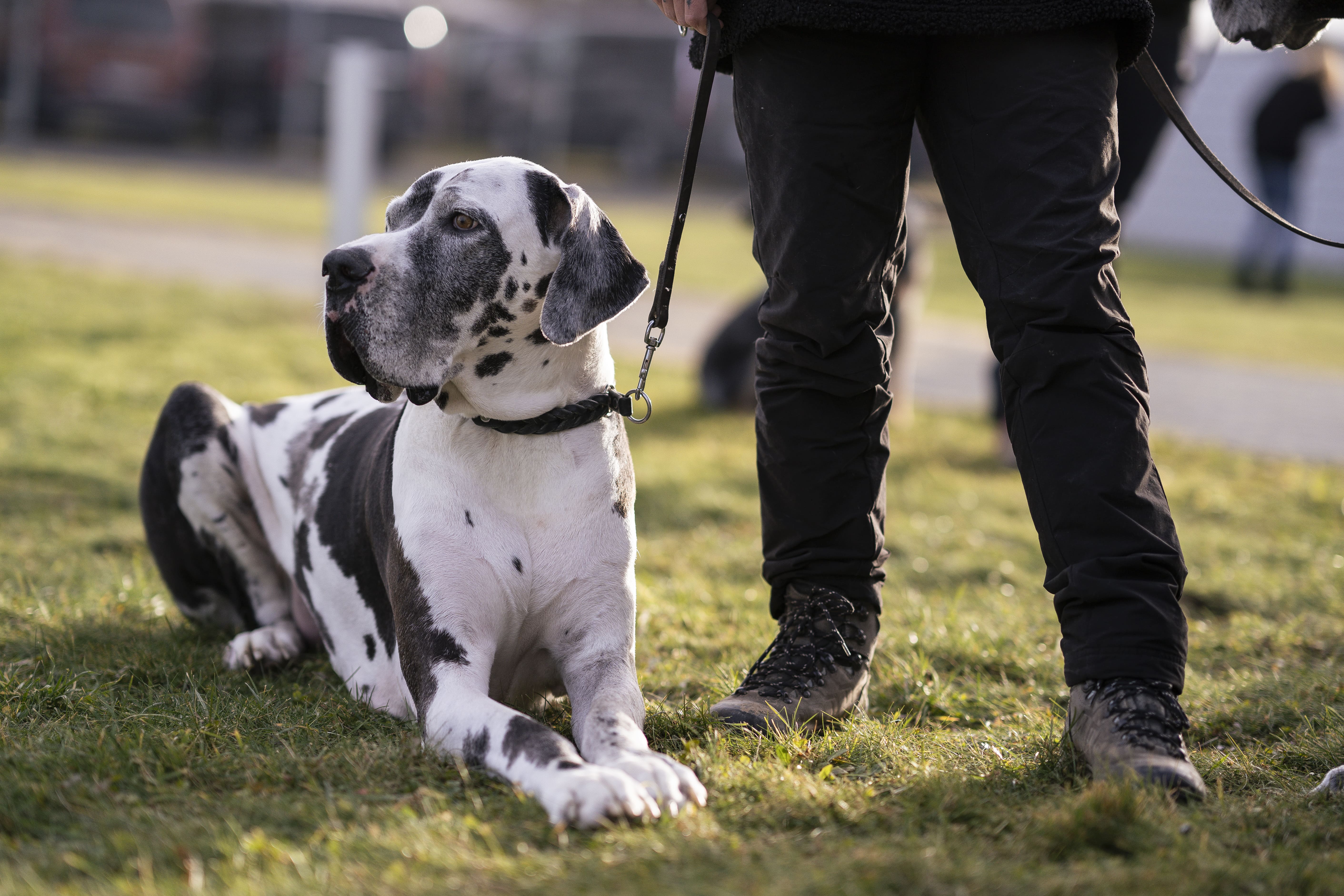 Mann leistet dem Hund Erste Hilfe von FellFibel