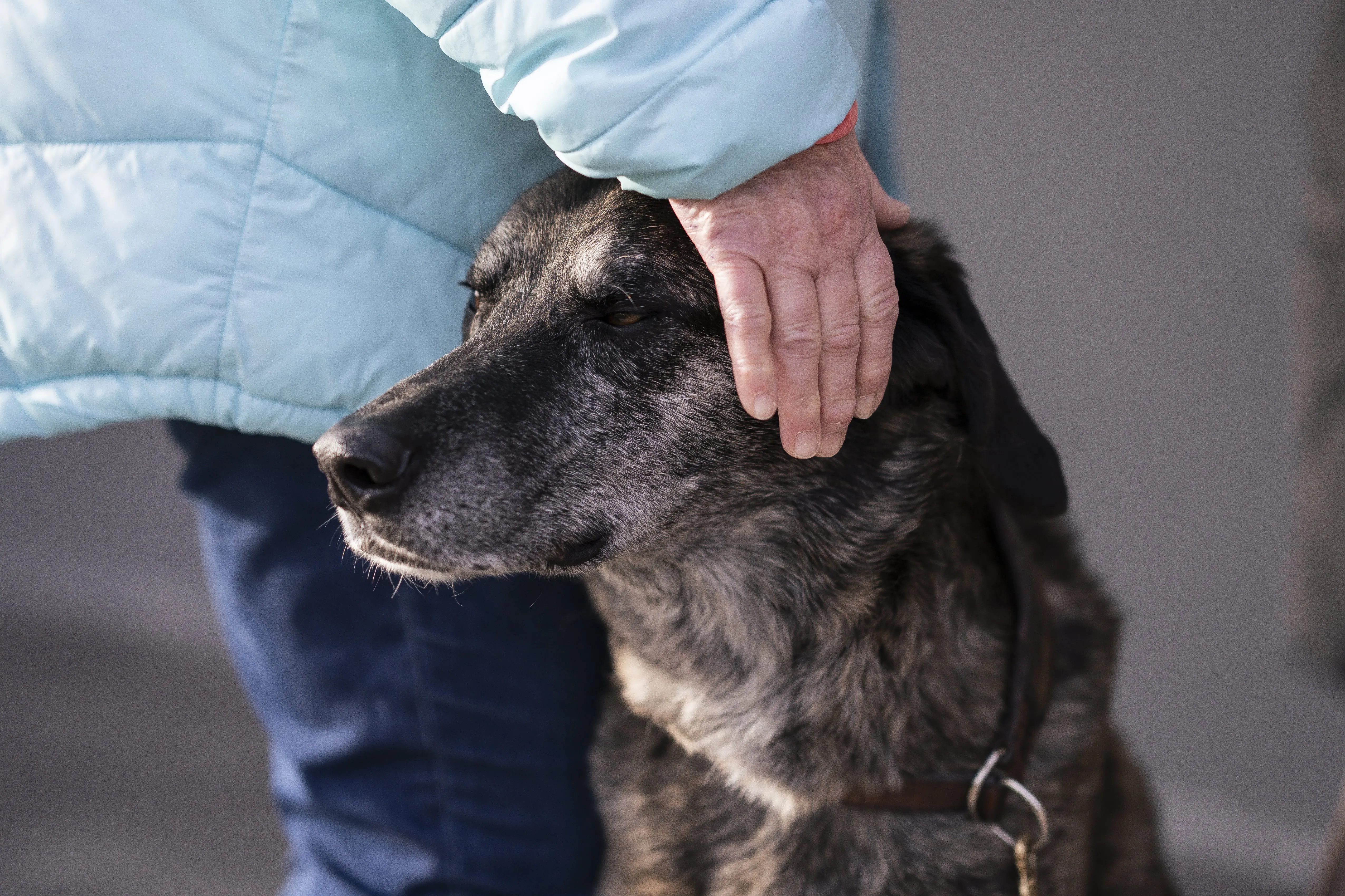 Mann leistet dem Hund Erste Hilfe von FellFibel