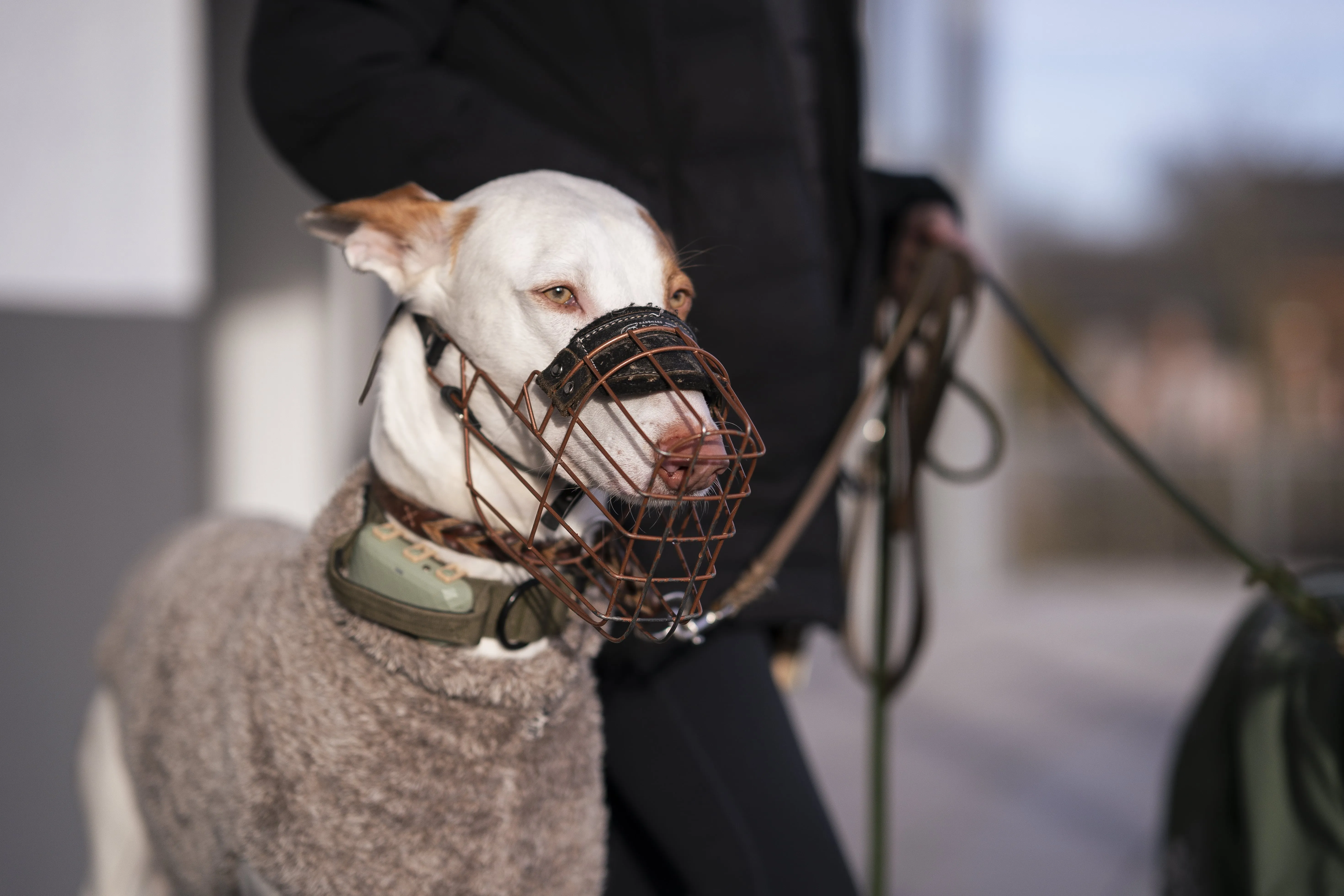 Mann leistet dem Hund Erste Hilfe von FellFibel