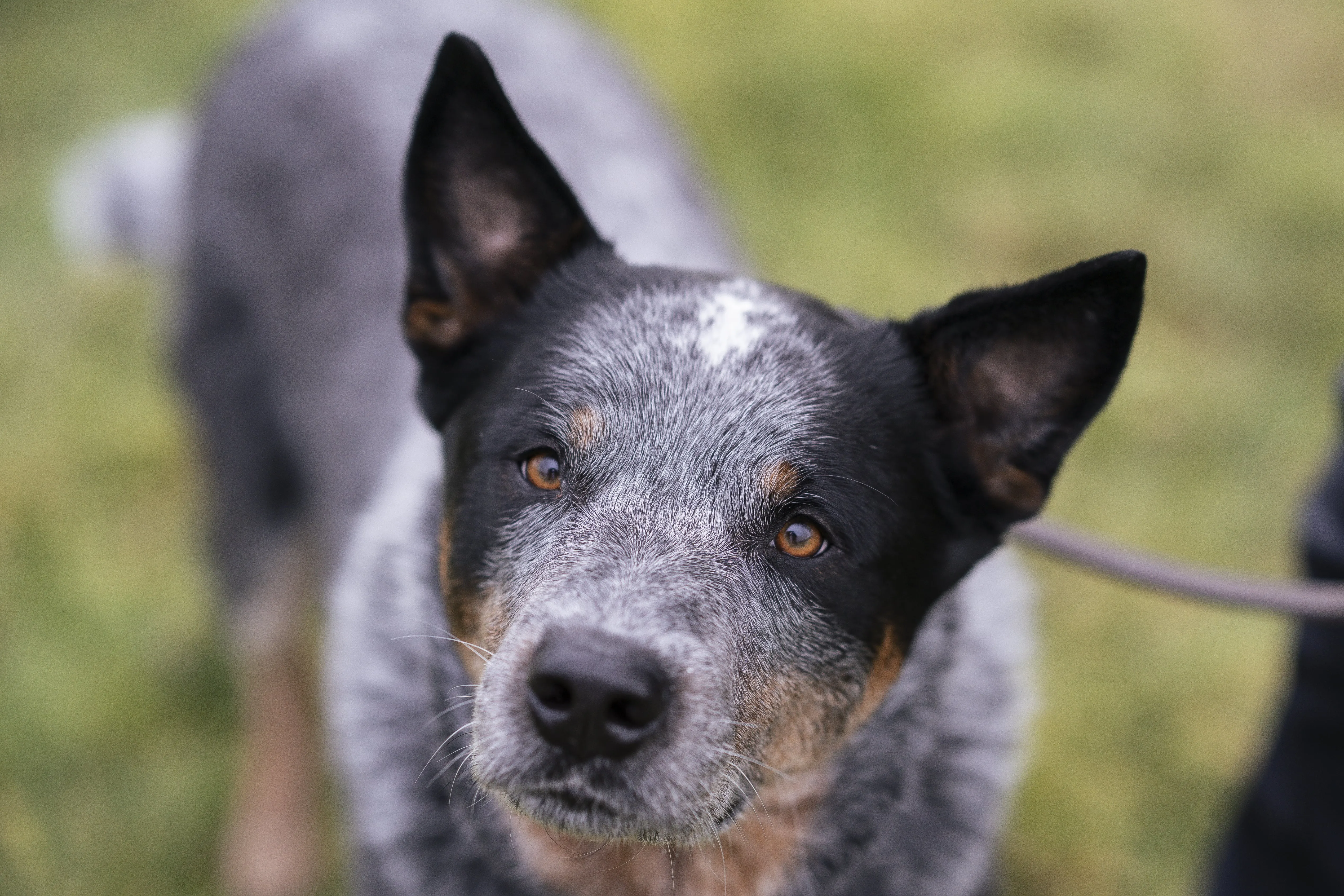 Mann leistet dem Hund Erste Hilfe von FellFibel