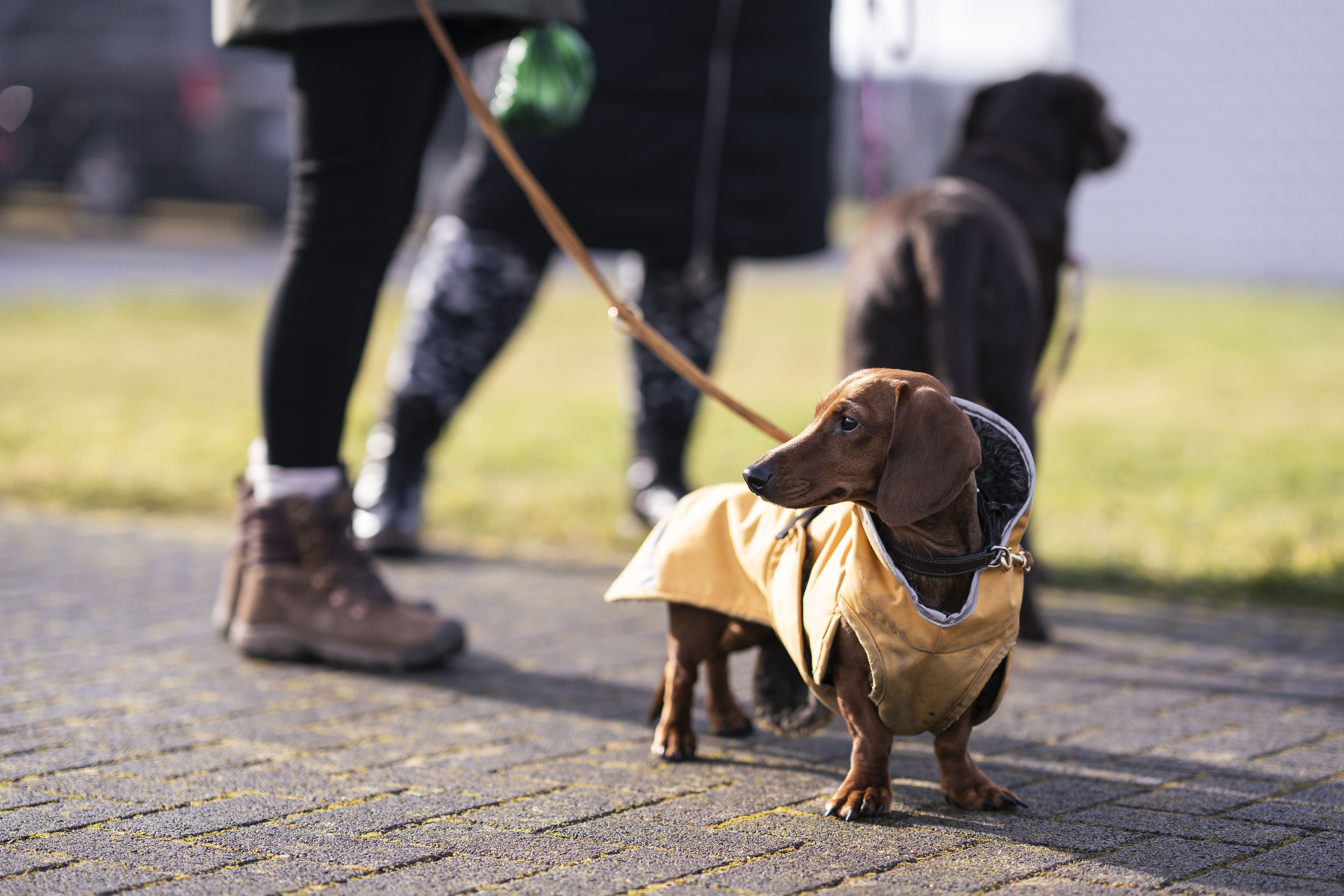 Mann leistet dem Hund Erste Hilfe von FellFibel