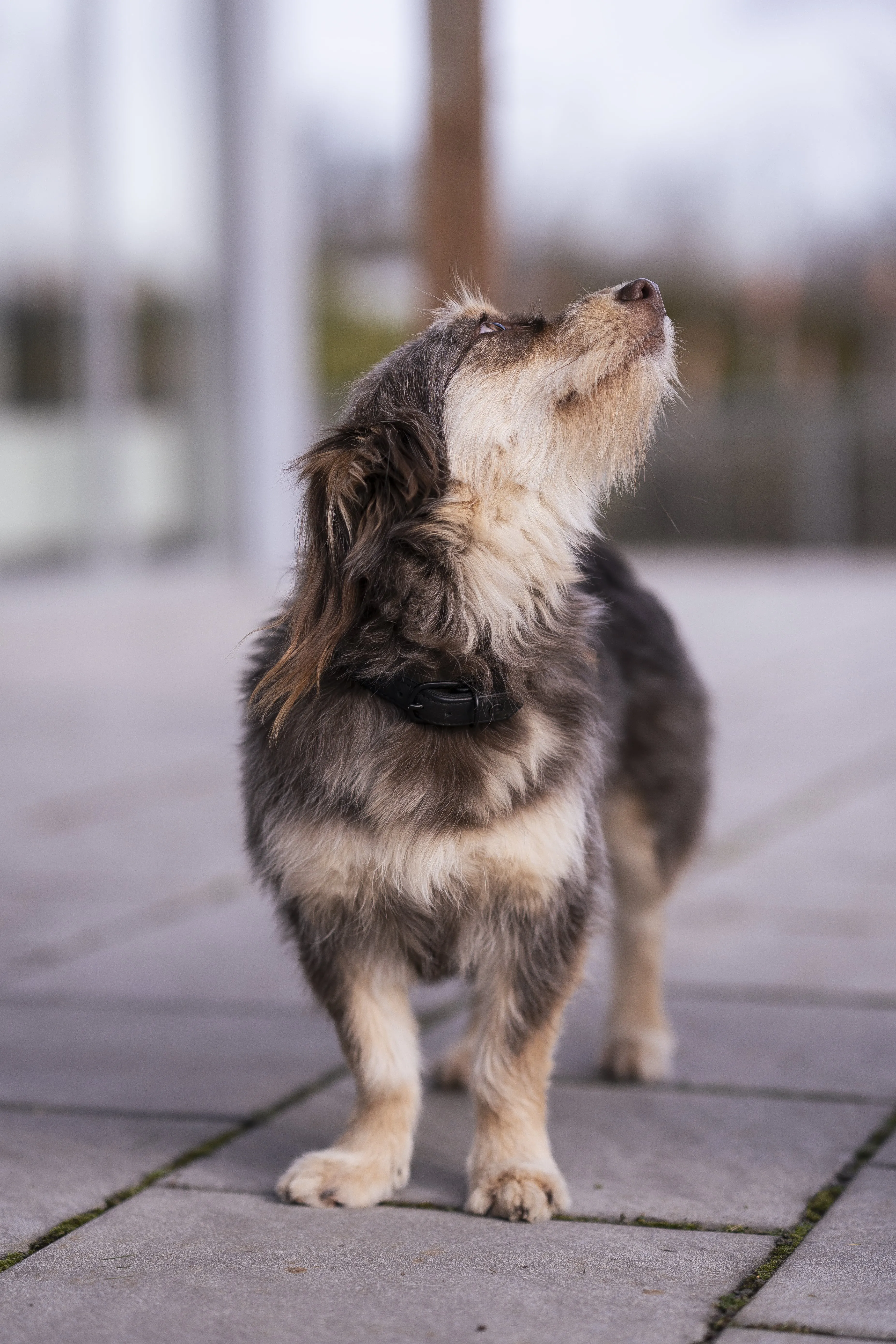 Mann leistet dem Hund Erste Hilfe von FellFibel