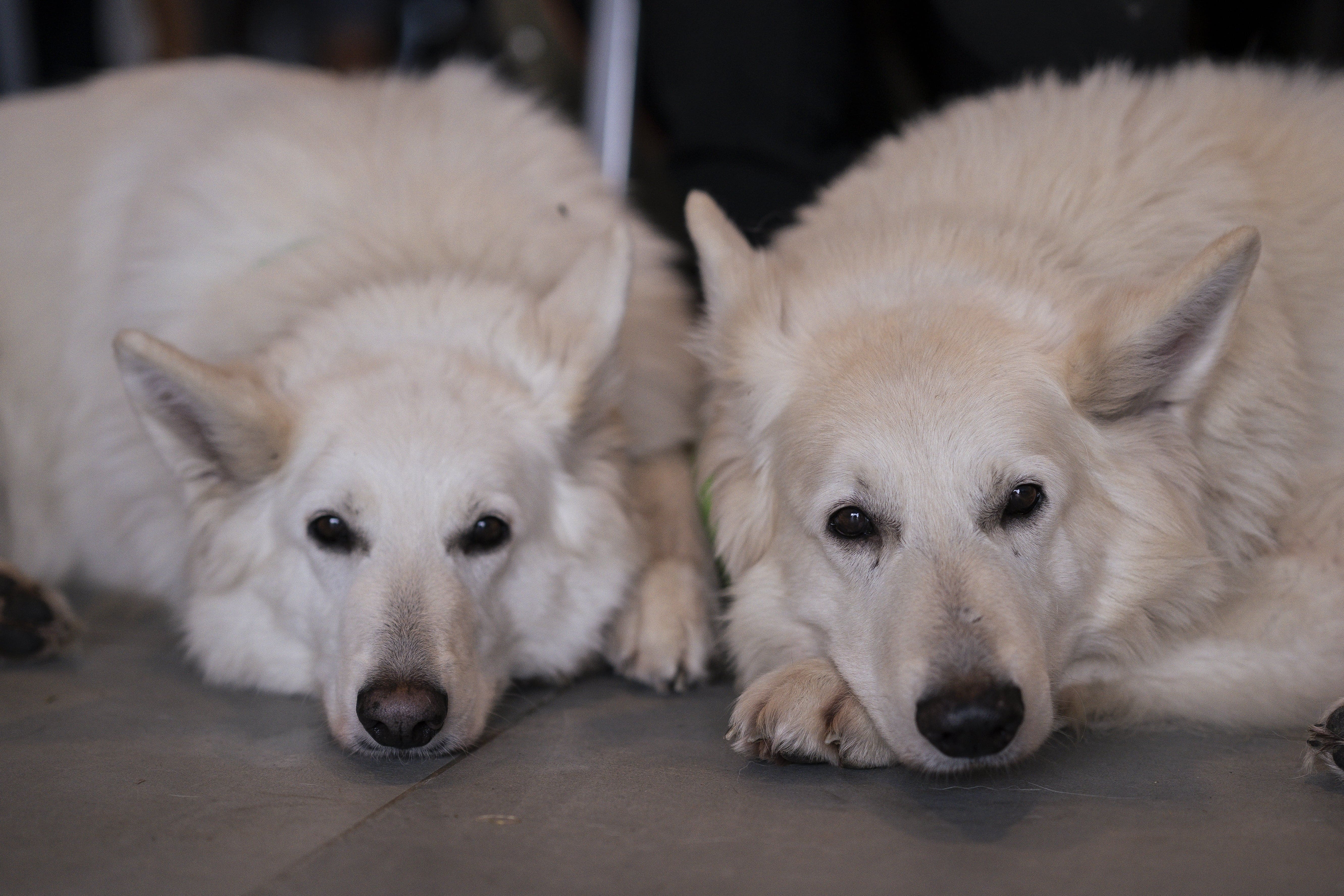 Mann leistet dem Hund Erste Hilfe von FellFibel