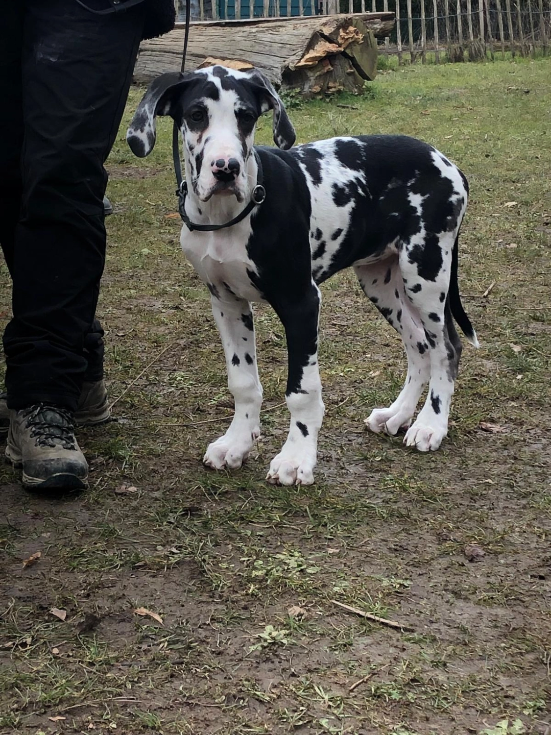 Mann leistet dem Hund Erste Hilfe von FellFibel