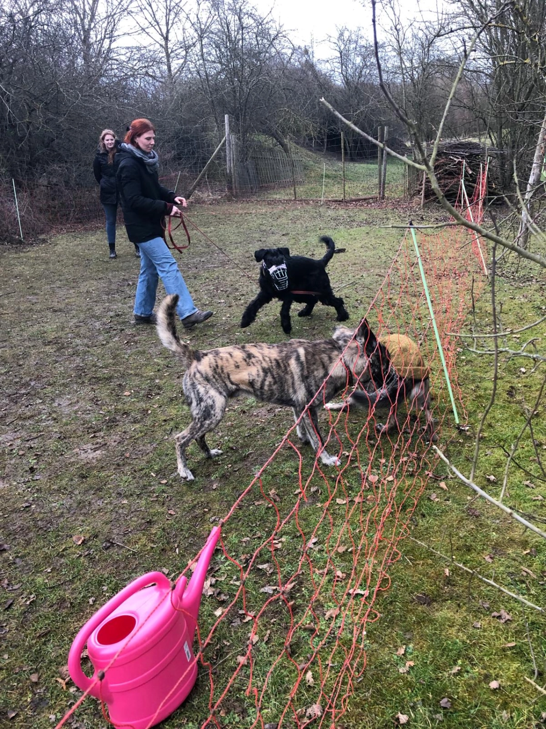 Mann leistet dem Hund Erste Hilfe von FellFibel