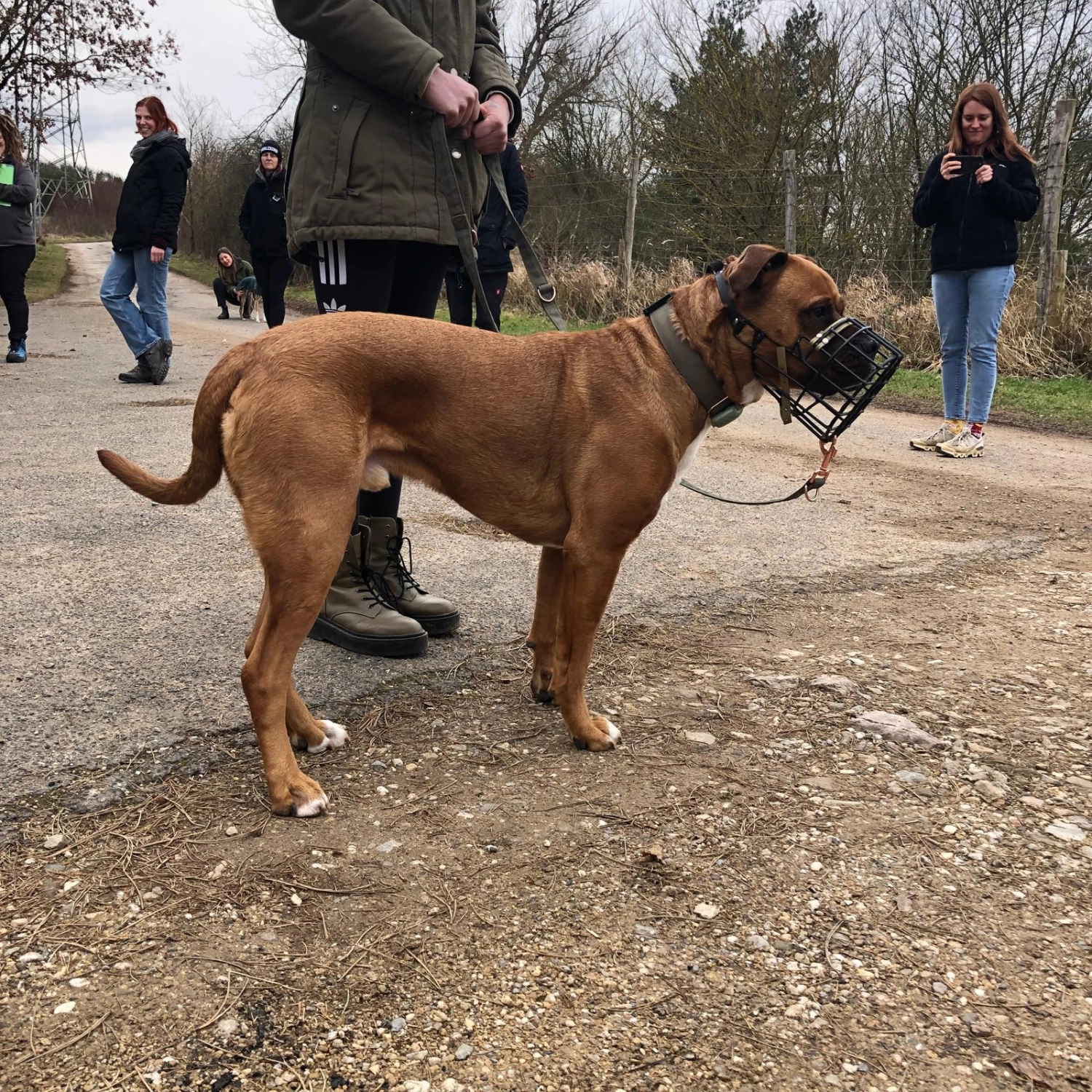 Mann leistet dem Hund Erste Hilfe von FellFibel