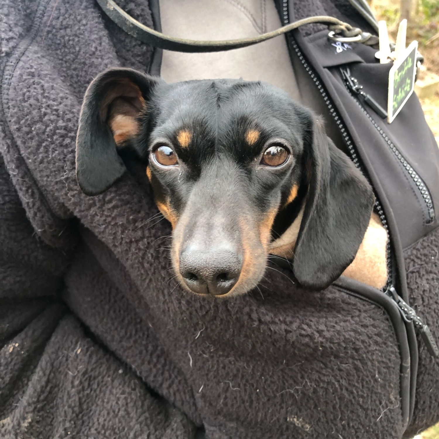 Mann leistet dem Hund Erste Hilfe von FellFibel