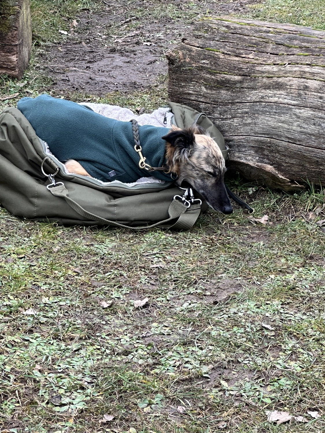 Mann leistet dem Hund Erste Hilfe von FellFibel