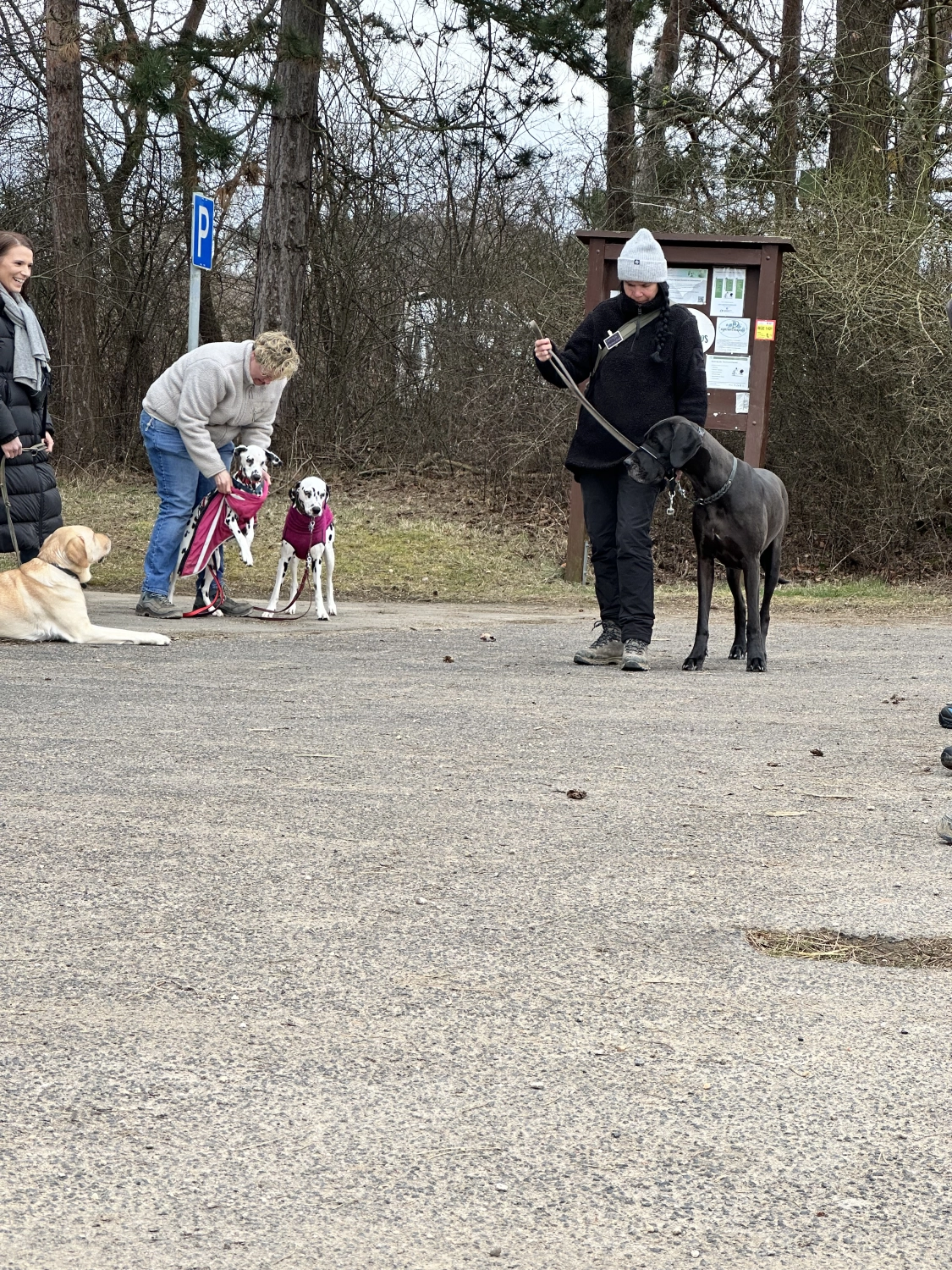 Mann leistet dem Hund Erste Hilfe von FellFibel