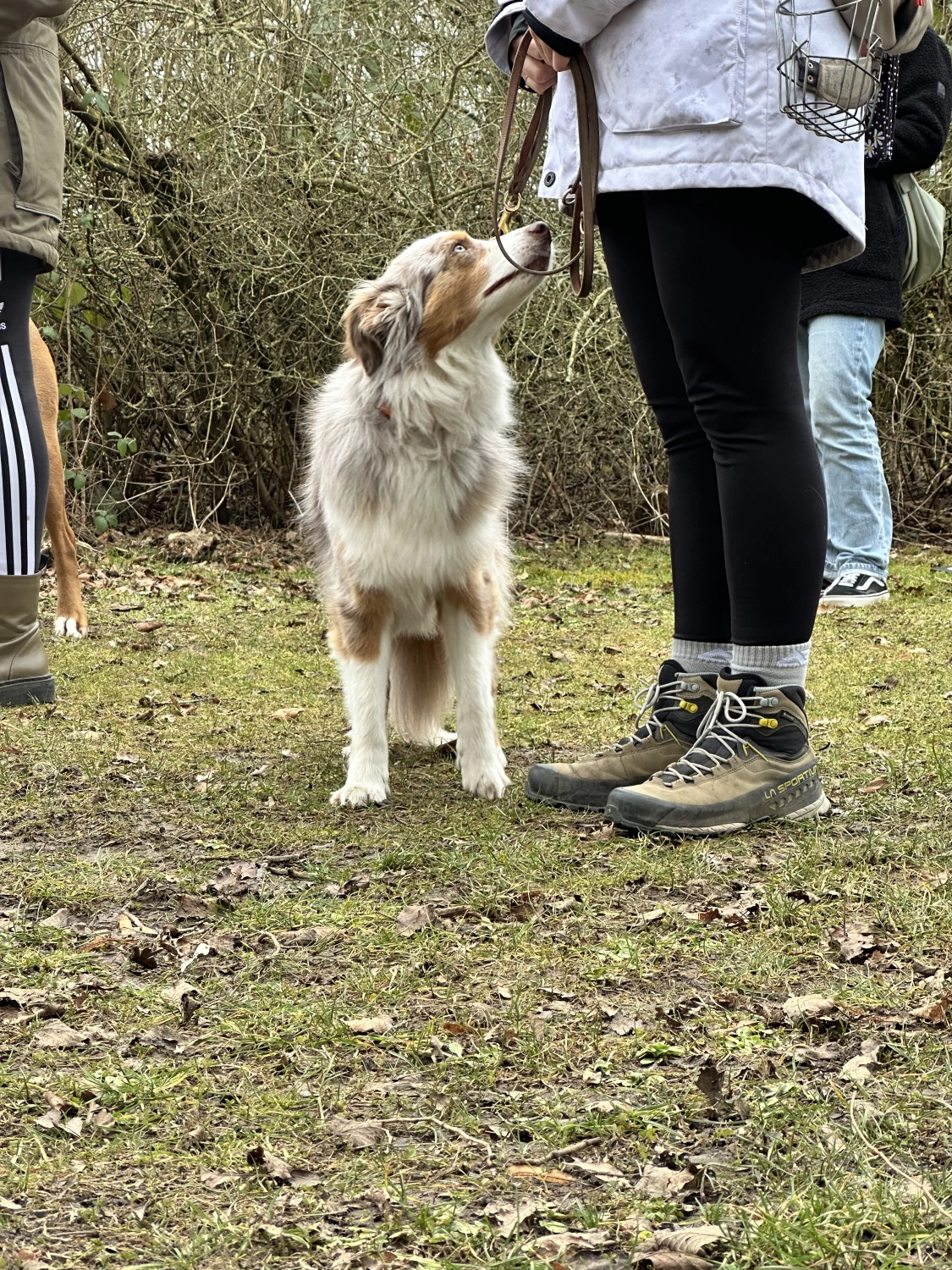 Mann leistet dem Hund Erste Hilfe von FellFibel