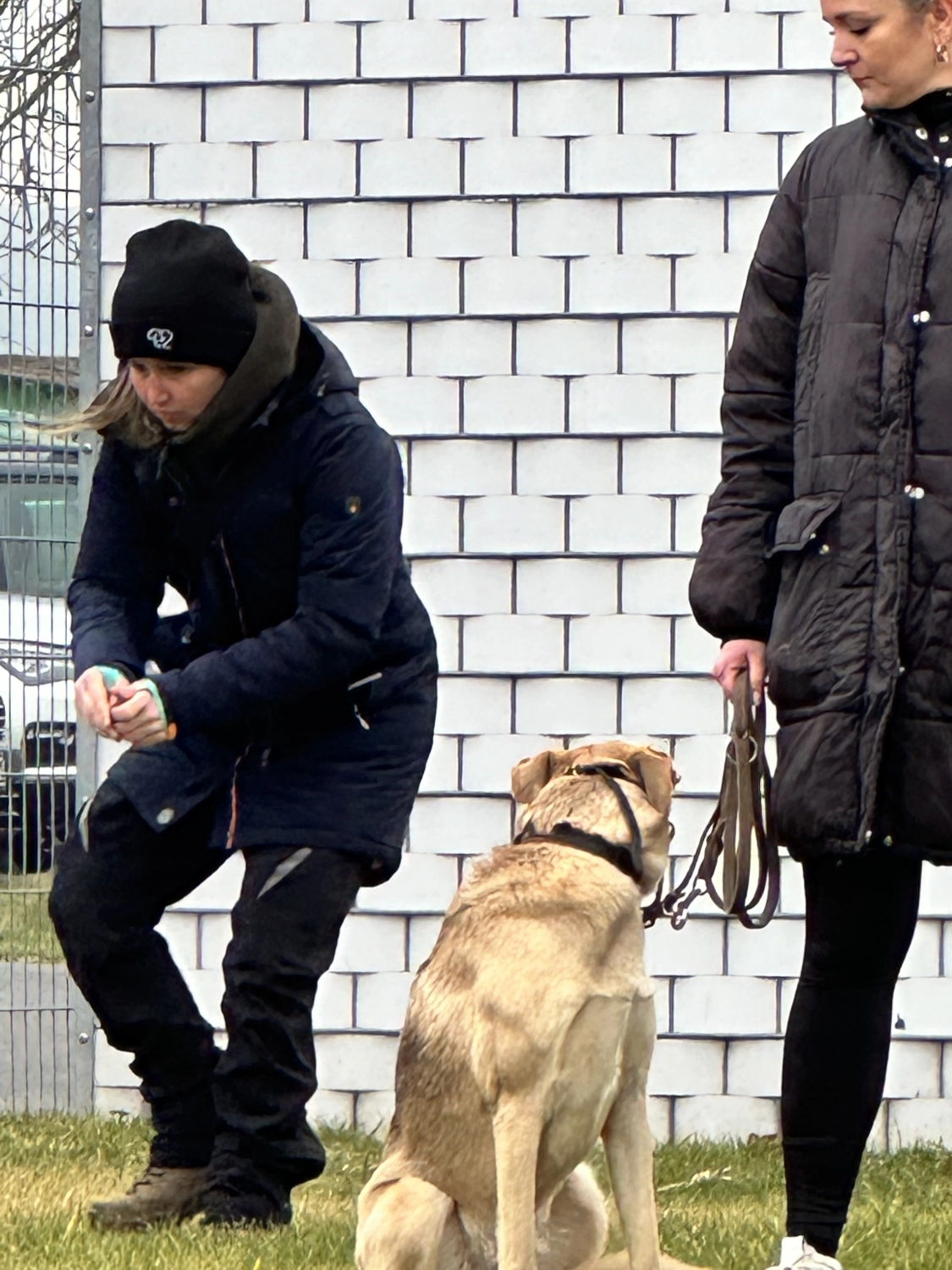 Mann leistet dem Hund Erste Hilfe von FellFibel