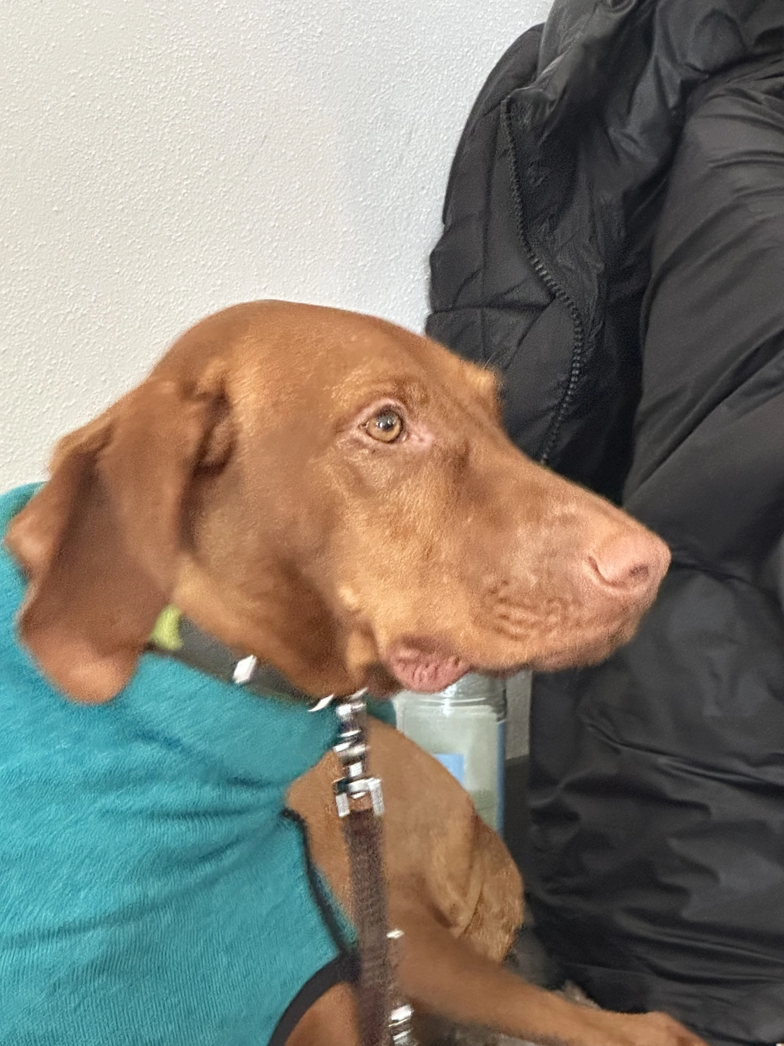 Mann leistet dem Hund Erste Hilfe von FellFibel