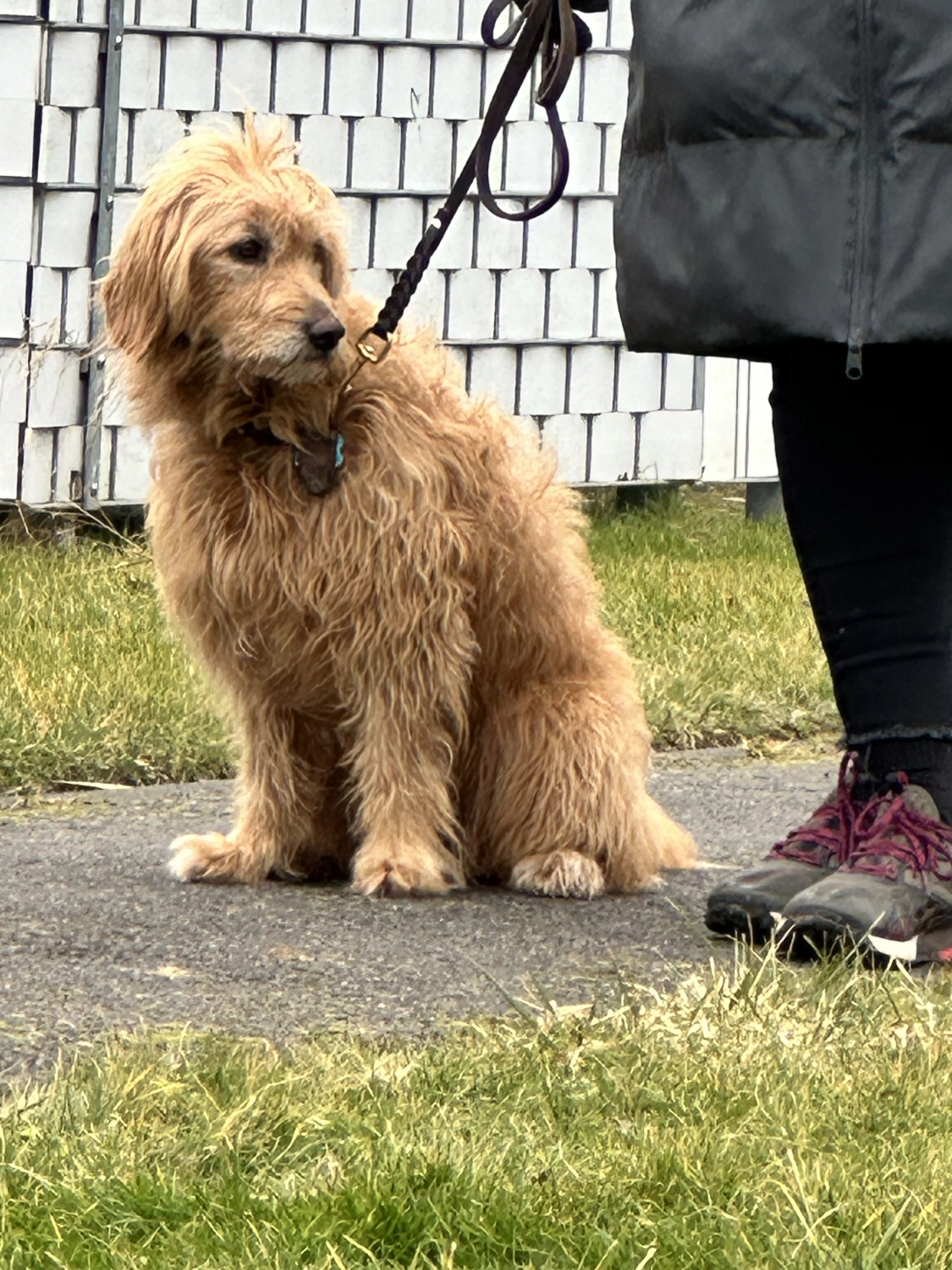 Mann leistet dem Hund Erste Hilfe von FellFibel