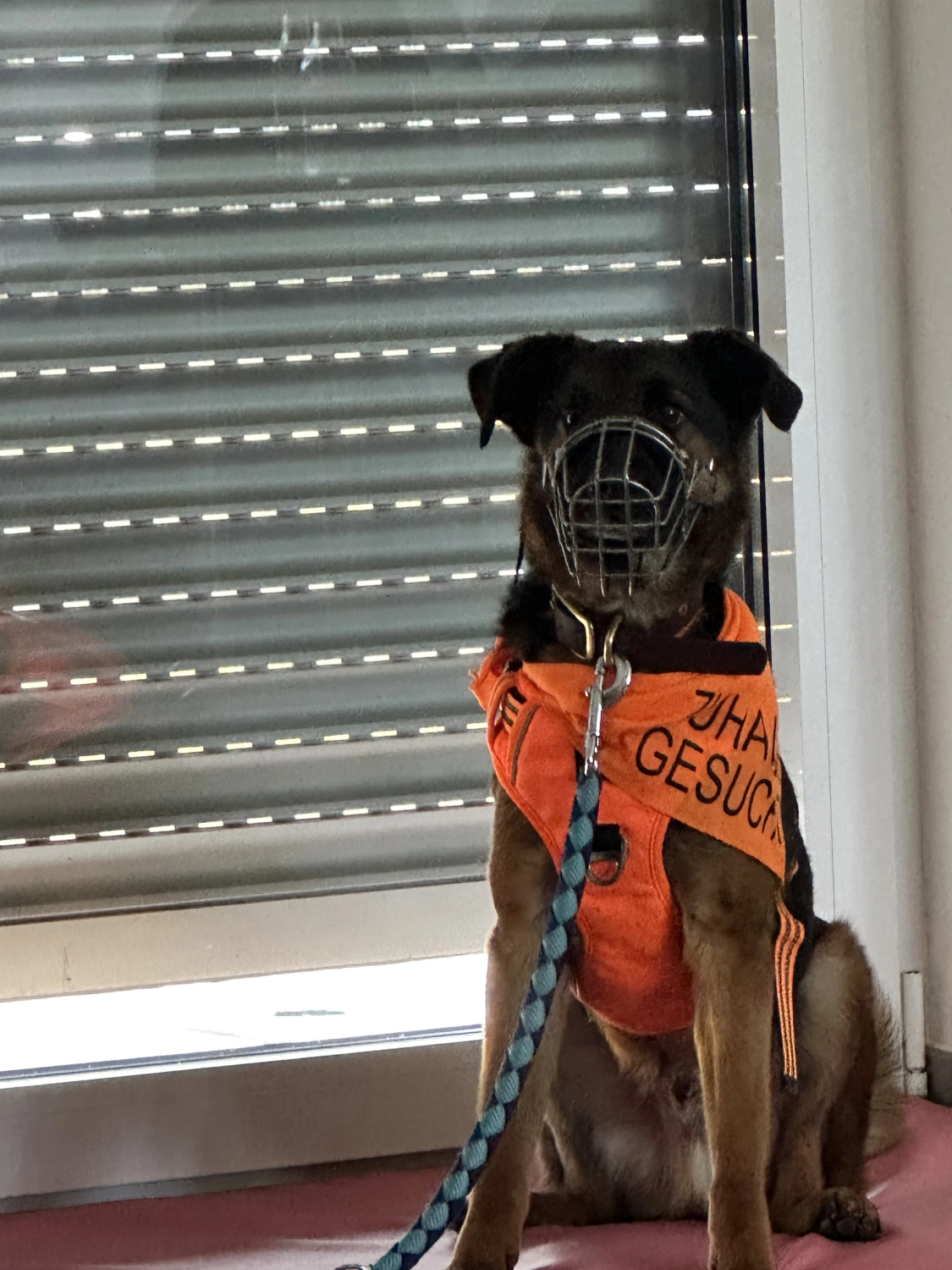 Mann leistet dem Hund Erste Hilfe von FellFibel